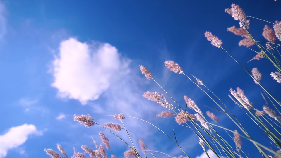 Wind blowing dog tail grass