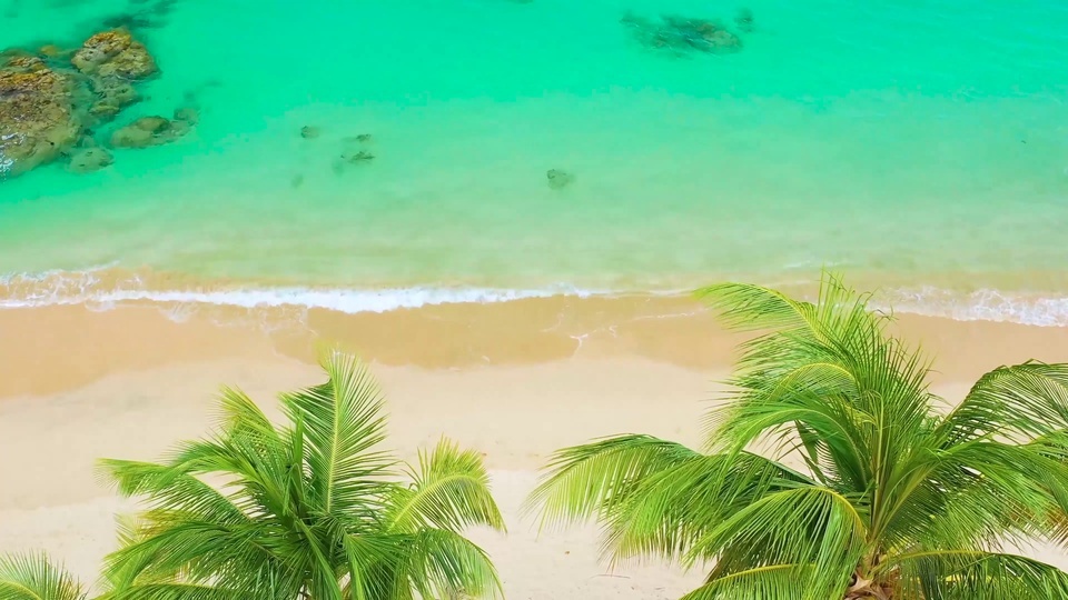 Coconut Tree Beach Scenery