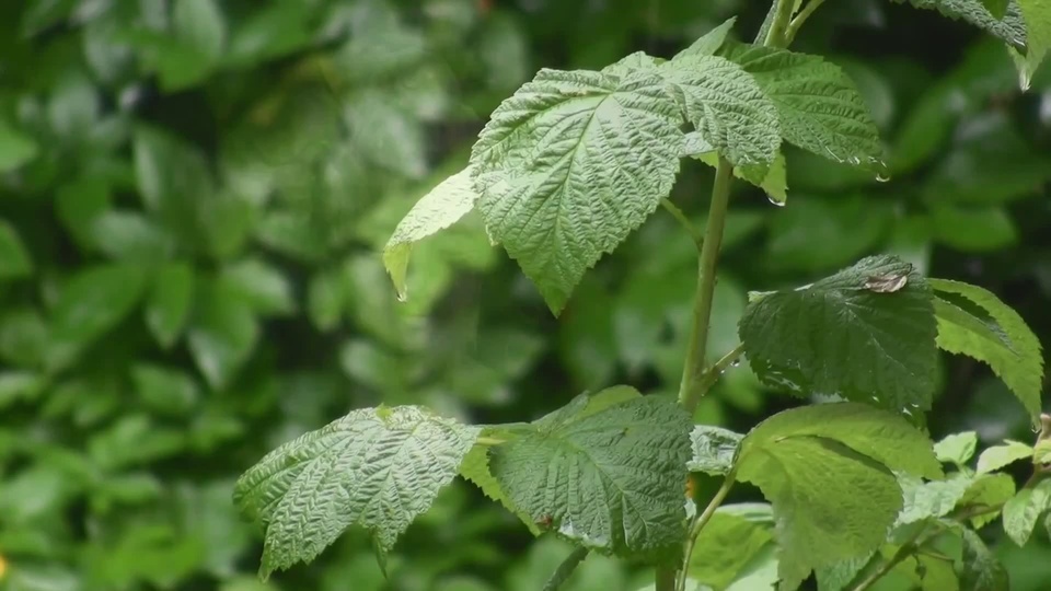 Green leaves