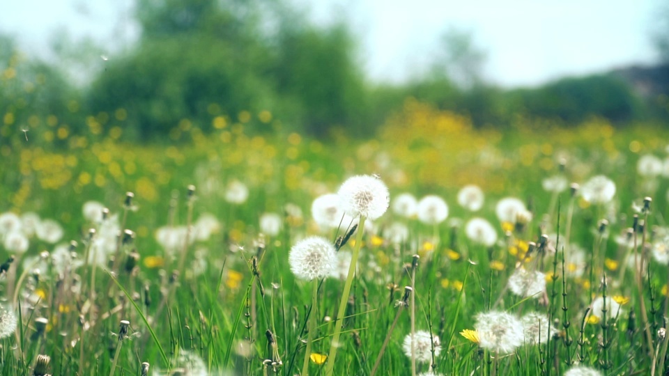 Beautiful Dandelion