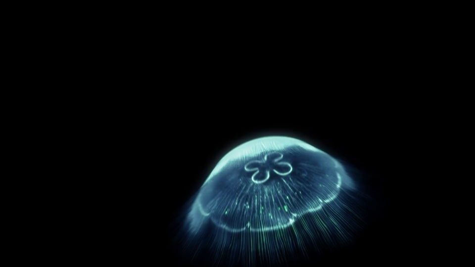 luminous jellyfish