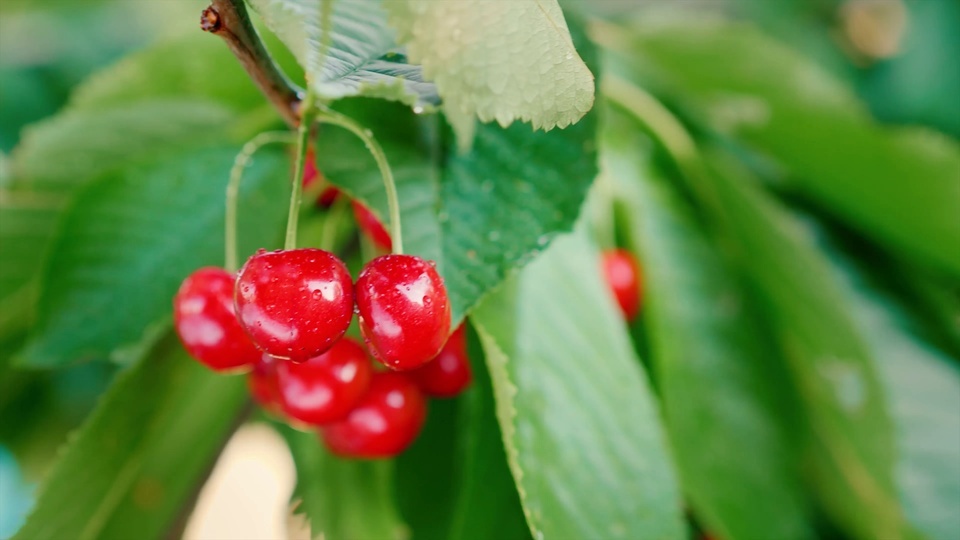 Fruta cereja