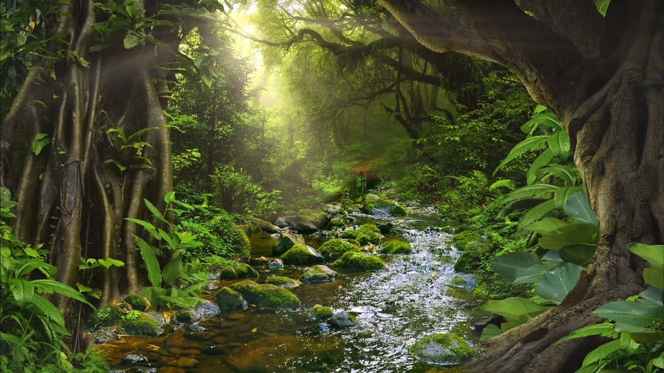 Sunshine forest running water