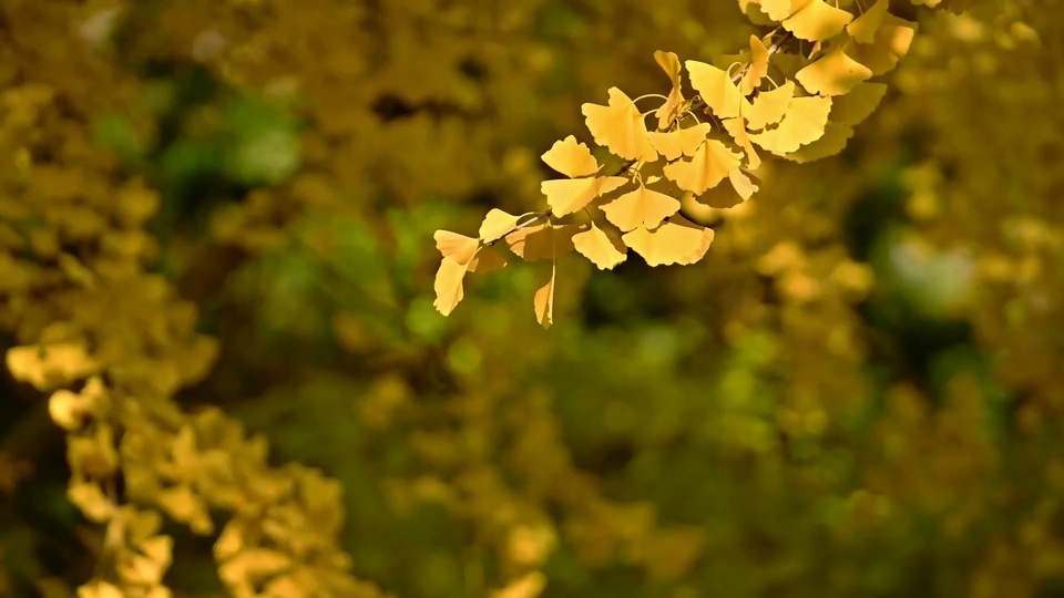 Breeze blowing yellow leaves high definition wallpaper