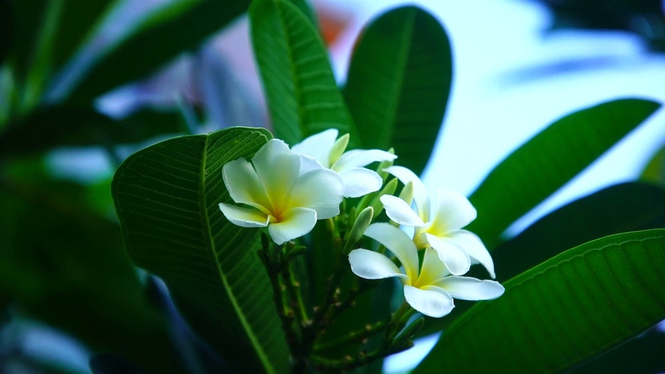 frangipani