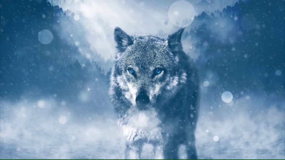 Snow Wolf