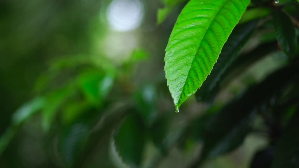 宁静的雨