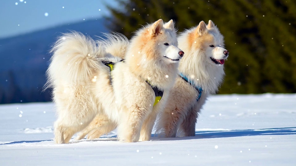 Samoyed