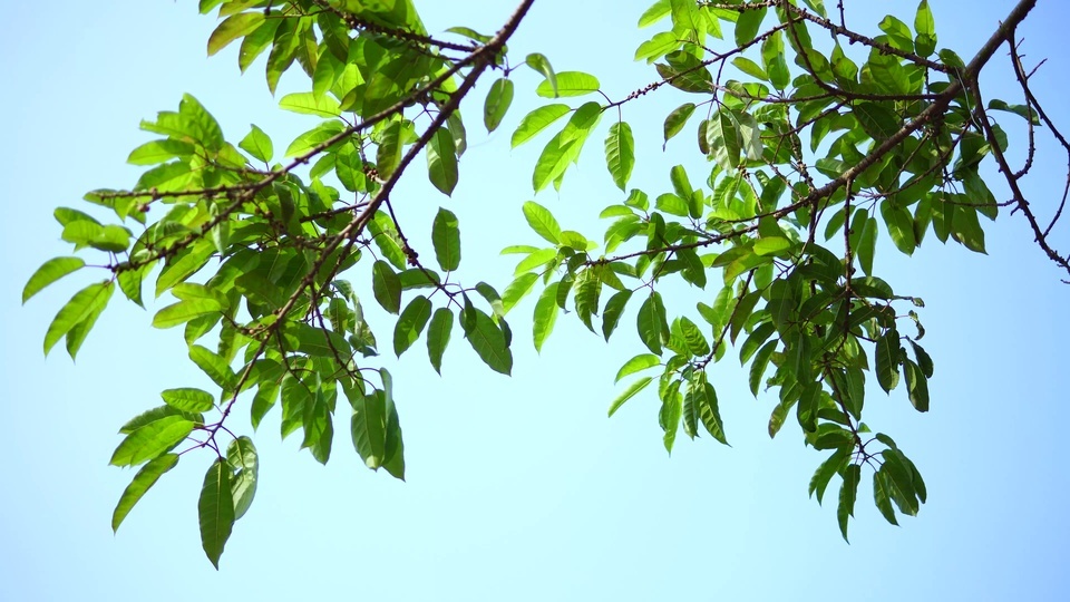 Branches fluttering