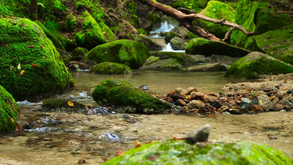 4K Natural Forest Stream