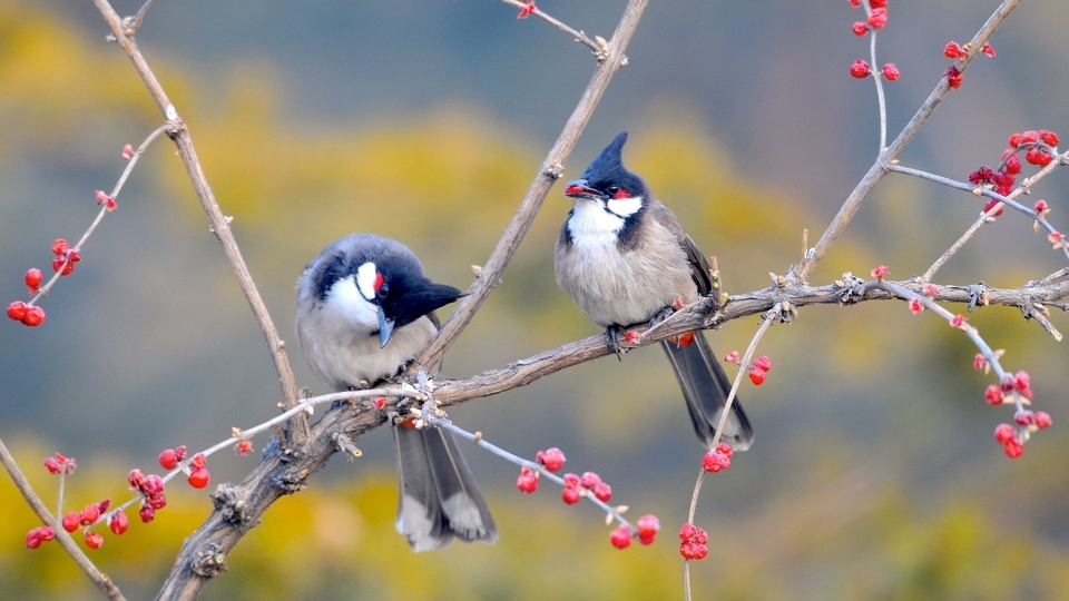 Pájaros y flores