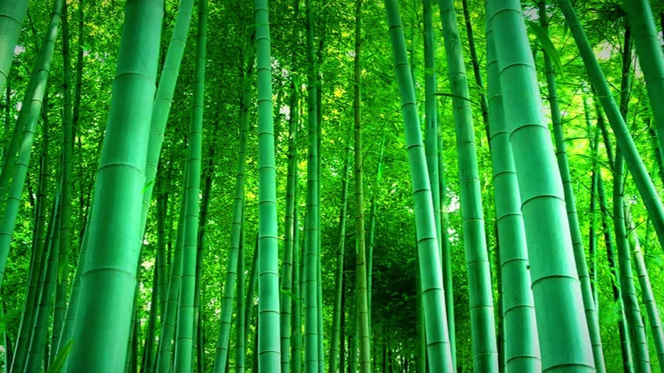 Bamboo forest eye protection