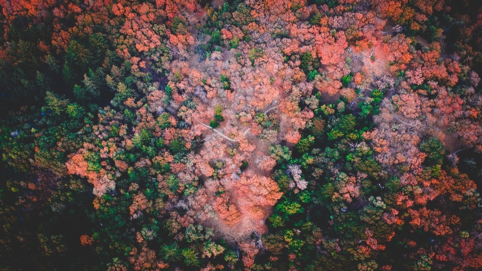 Super beautiful forest top view