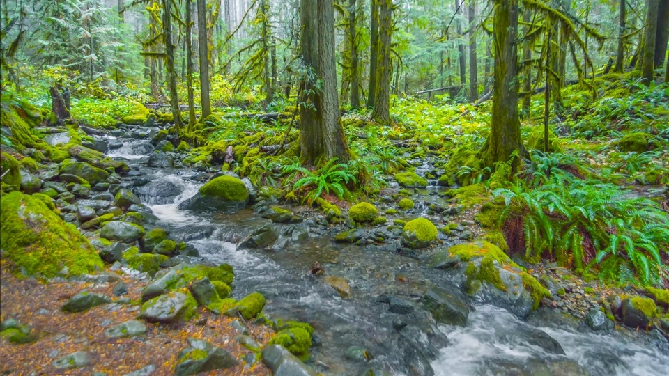 Rain forest water