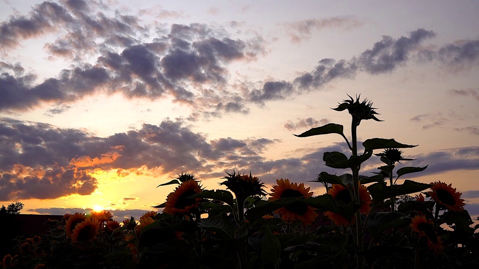 Autumn sunflowers