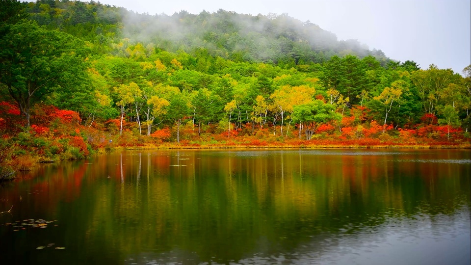 Autumn forest morning mist