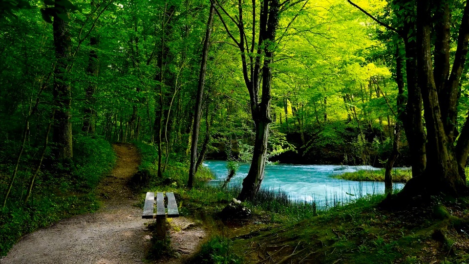 Comfortable green forest and flowing water