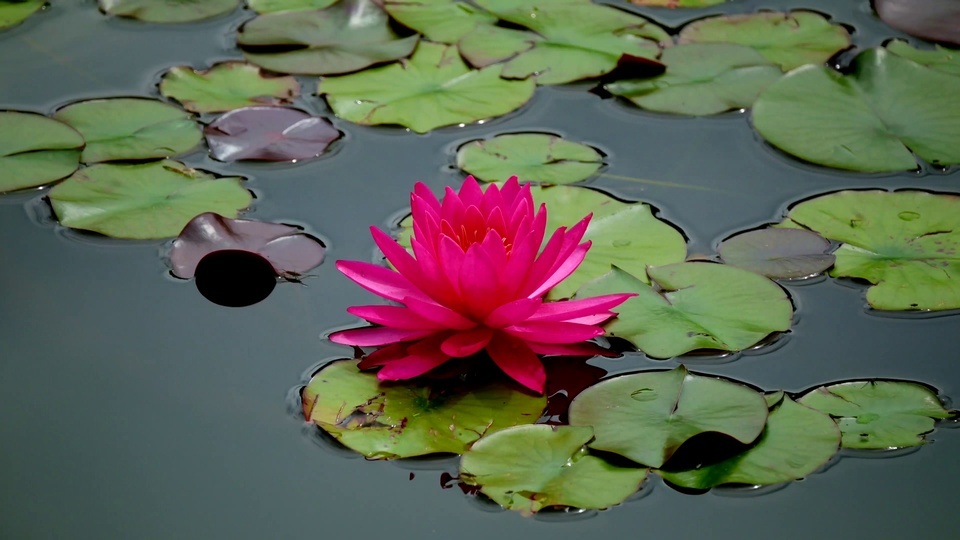 4k water lily