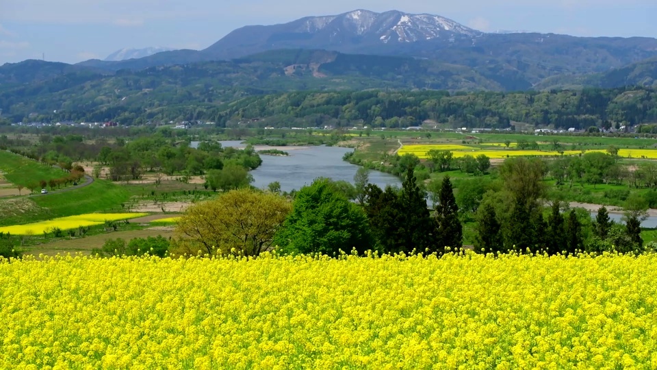 Campo de estupro de mola 4K