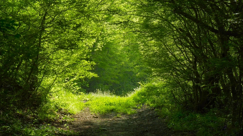 Greenwood Trail