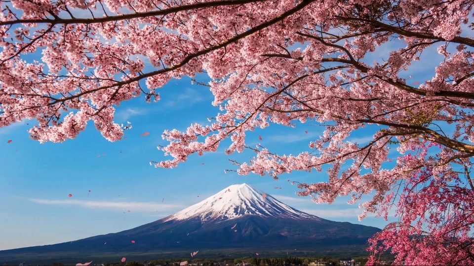 樱花富士山