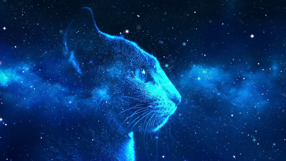 Star Cat