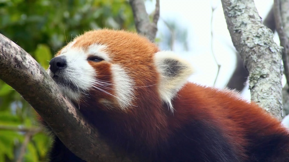 Animais bonitos