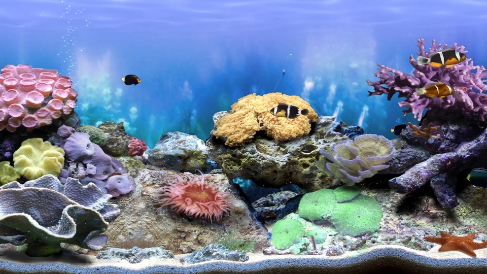 Acuario de coral 4K