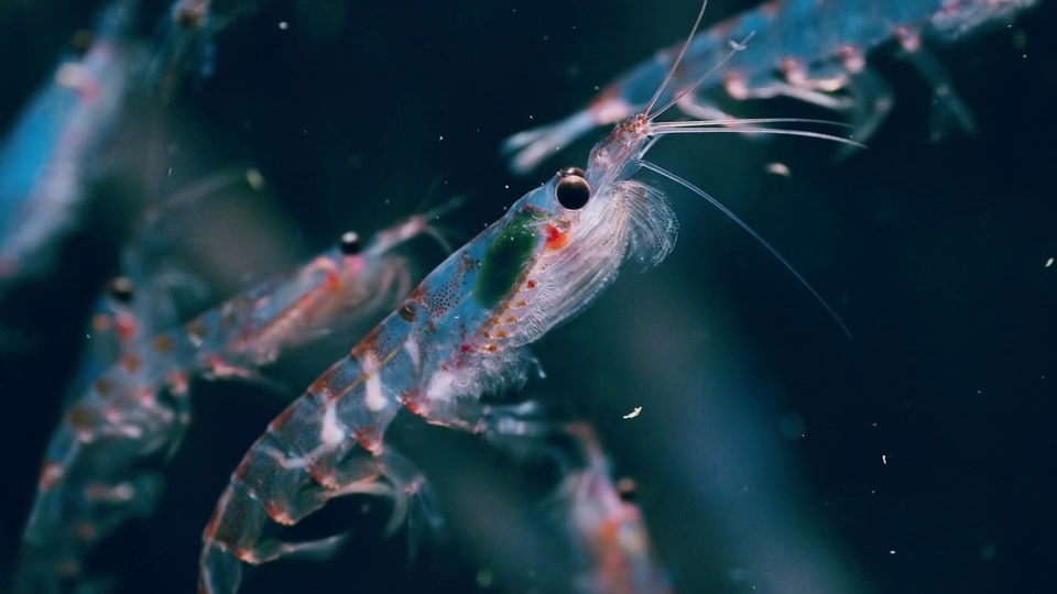 Krill