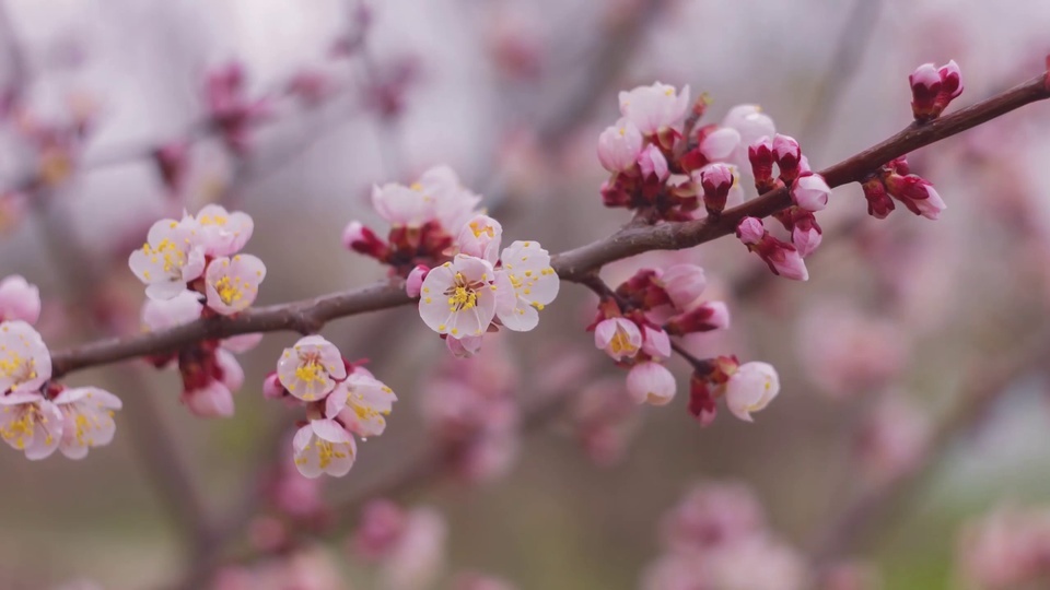 Flores de damasco e árvores florescem