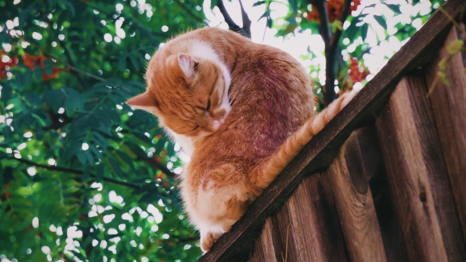 Cat under the Tree