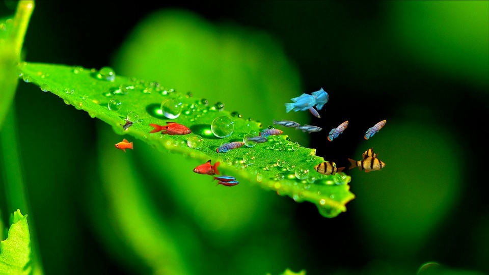 Eye protection green leaf aquarium