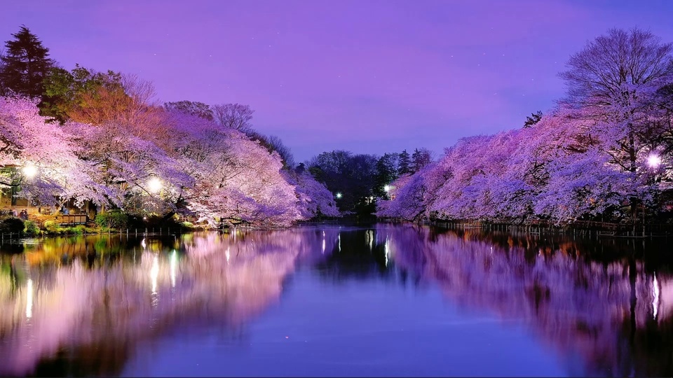 Sakura Lake Scenery at Night