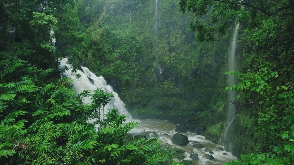 Forest Waterfalls 