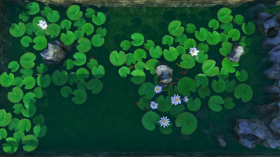 Lotus Leaf Fish Pond