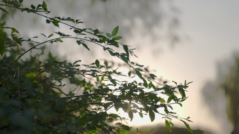 Green leaves