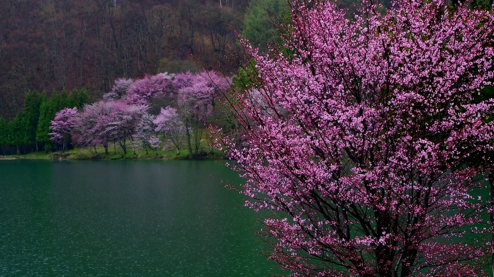 Sakura blossoms in the 4K spring rain lake