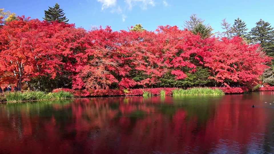 Japanese maple leaves