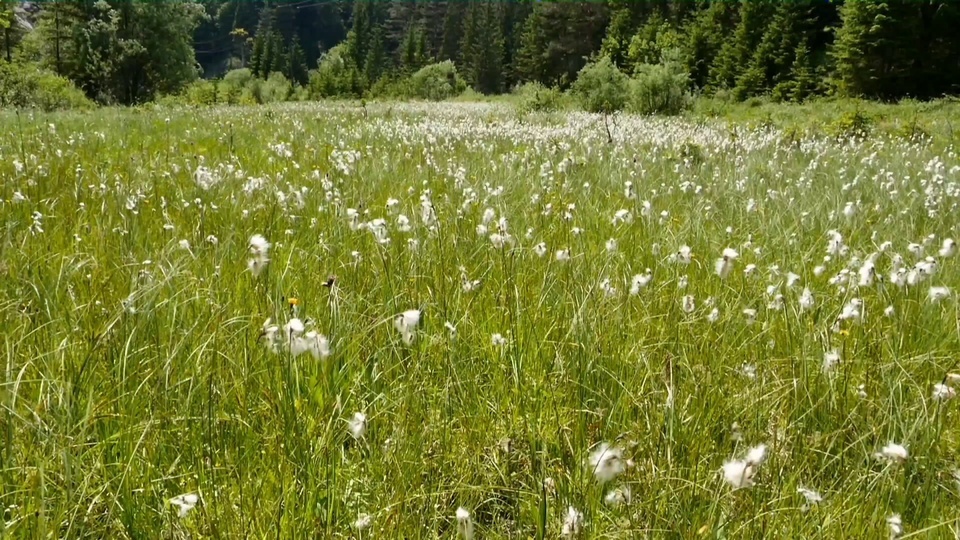 Beautiful grassland