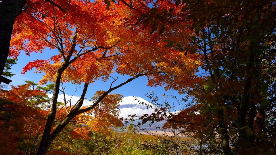 Viewing Mount Fuji through Red Leaves