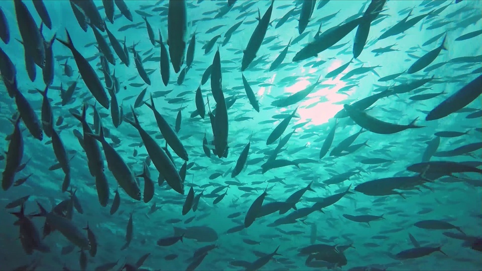 4k bancos de peces marinos