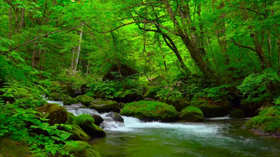 Florestas verdes e águas correntes