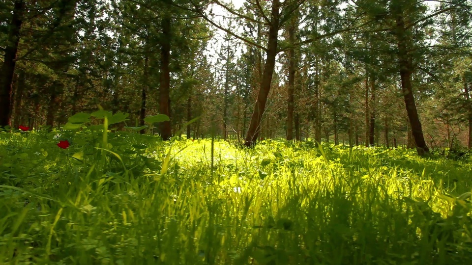 Fresh and emerald green forest grassland