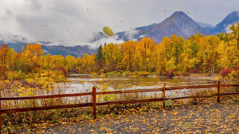 Hojas caídas de otoño 4K