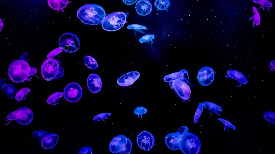 Aquarium jellyfish