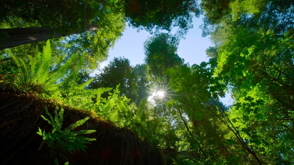 Projectos de luz solar na floresta verde