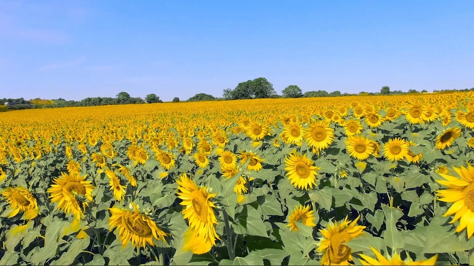 Sunflower Sea