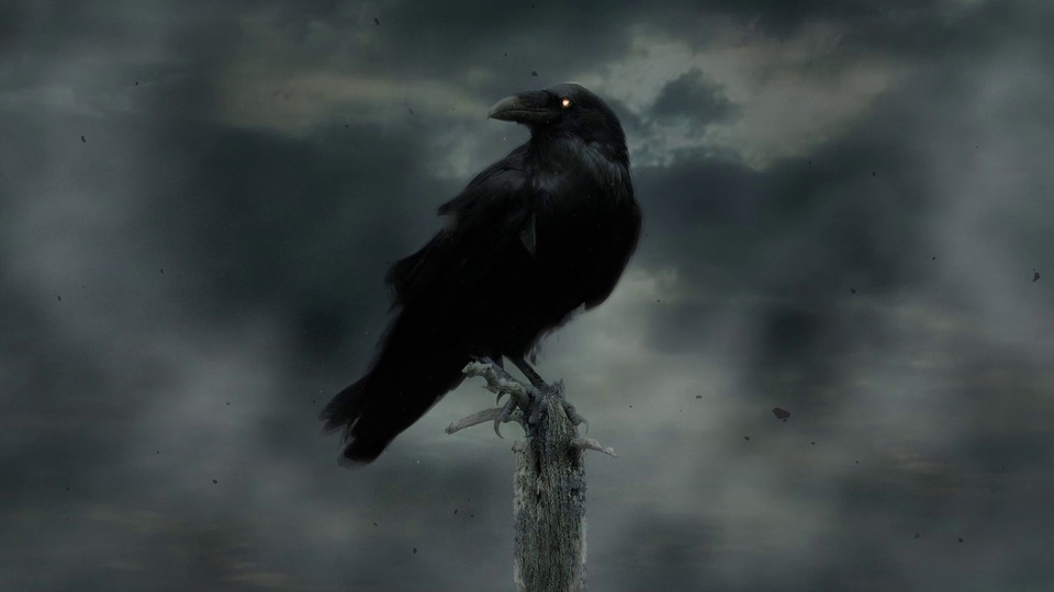 Crow 