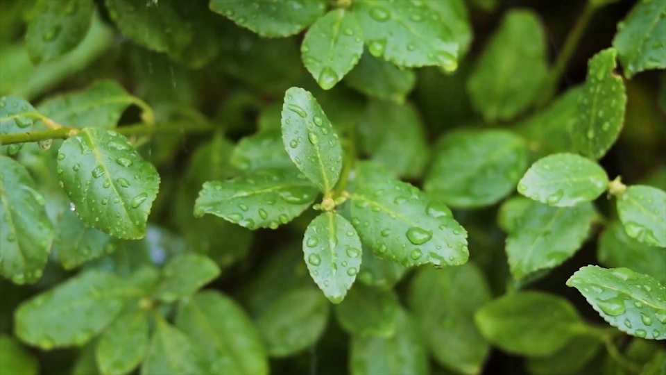 Plantes sous la pluie