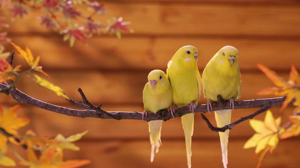 Three parrots